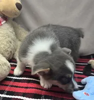 bryan, a male Pembroke Welsh Corgi for sale in Donnellson, IA – 2 of 5