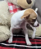 morry, a male Chihuahua for sale in Donnellson, IA – 8 of 8