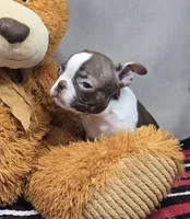 bosco, a male Boston Terrier for sale in Donnellson, IA – 5 of 5