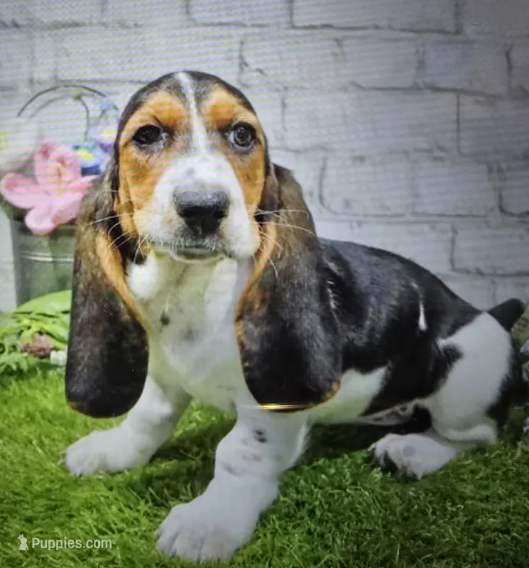bettypoo – Basset Hound puppy for sale in Donnellson, IA