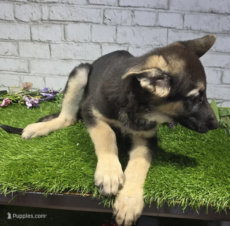 belinda – German Shepherd Dog puppy for sale in Donnellson, IA