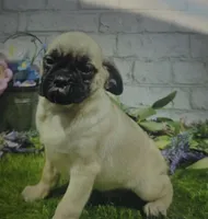 max, a male Puggle for sale in Donnellson, IA – 1 of 1
