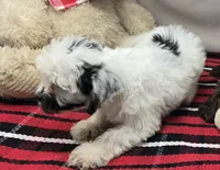 bert, a male Cavapoo for sale in Donnellson, IA – 5 of 5