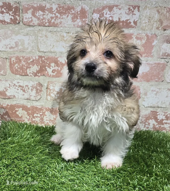 ollie – Havanese, Pomeranian puppy for sale in Donnellson, IA