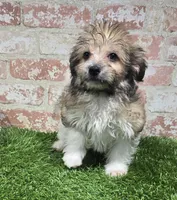 ollie, a male Havanese and Pomeranian for sale in Donnellson, IA – 1 of 5