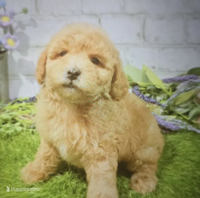 albert – Poodle - Toy  puppy for sale in Donnellson, IA