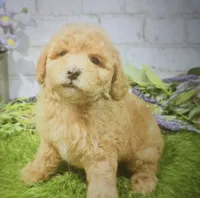 albert, a male Poodle - Toy  for sale in Donnellson, IA – 1 of 1
