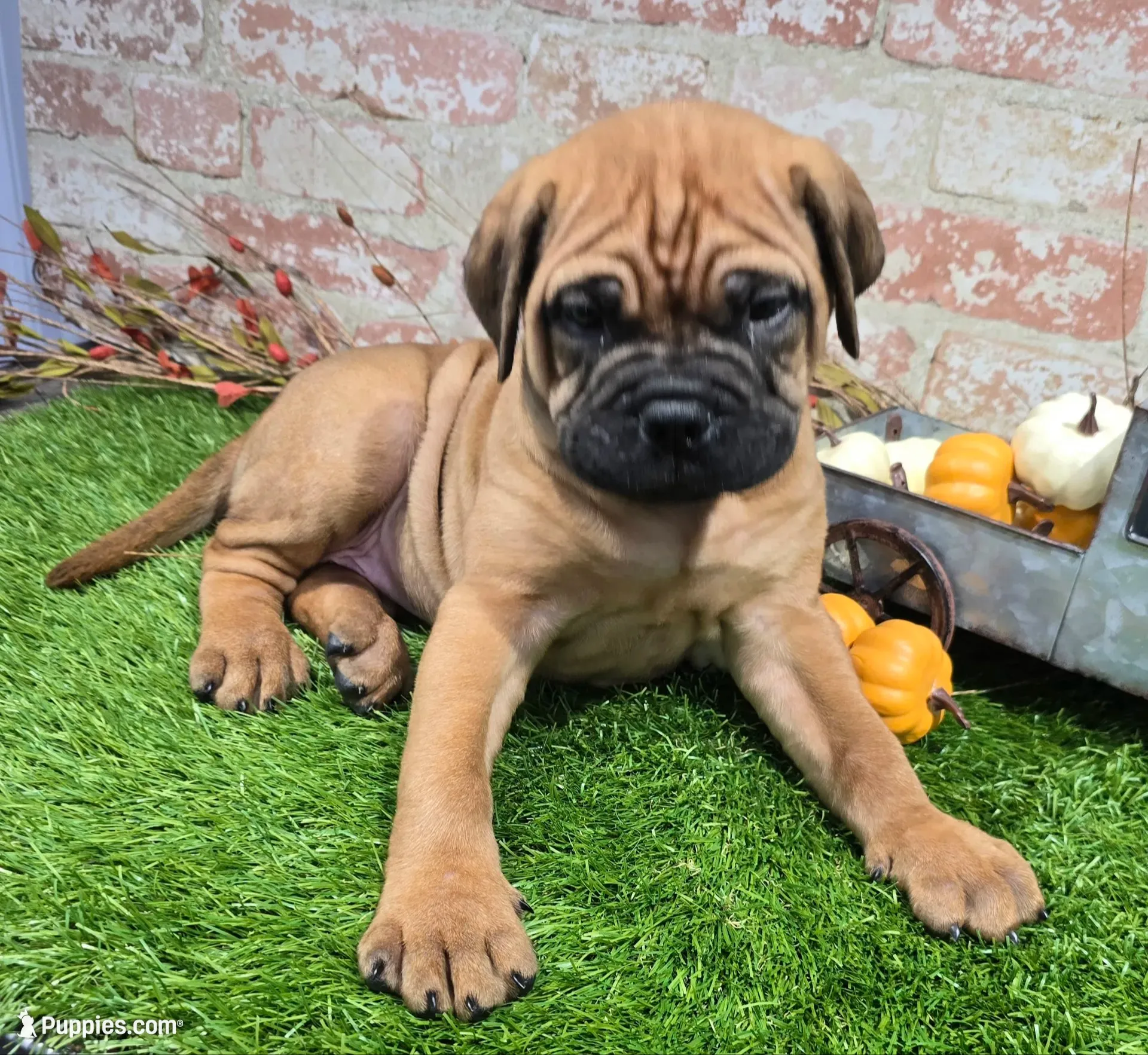tildy, a female Bullmastiff for sale in Donnellson, IA – 1 of 6