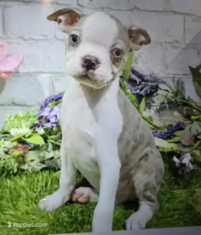 BJ – Boston Terrier puppy for sale in Donnellson, IA