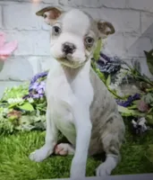 BJ, a male Boston Terrier for sale in Donnellson, IA – 1 of 1