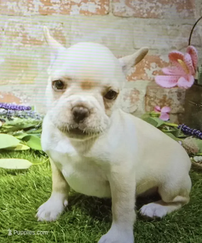 patsy – French Bulldog puppy for sale in Donnellson, IA
