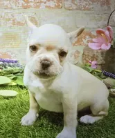 patsy, a female French Bulldog for sale in Donnellson, IA – 1 of 1