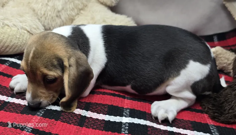 ricky – Beagle puppy for sale in Donnellson, IA