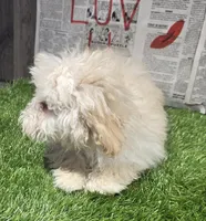 jon, a male Poodle - Miniature  for sale in Donnellson, IA – Photo 4 of 5