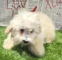 jon, a male Poodle - Miniature  for sale in Donnellson, IA – Photo 2 of 5