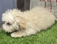 jon, a male Poodle - Miniature  for sale in Donnellson, IA – Photo 3 of 5