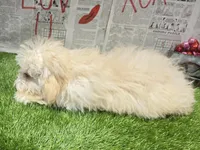 jon, a male Poodle - Miniature  for sale in Donnellson, IA – Photo 5 of 5