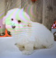 jon, a male Poodle - Miniature  for sale in Donnellson, IA – Photo 1 of 5