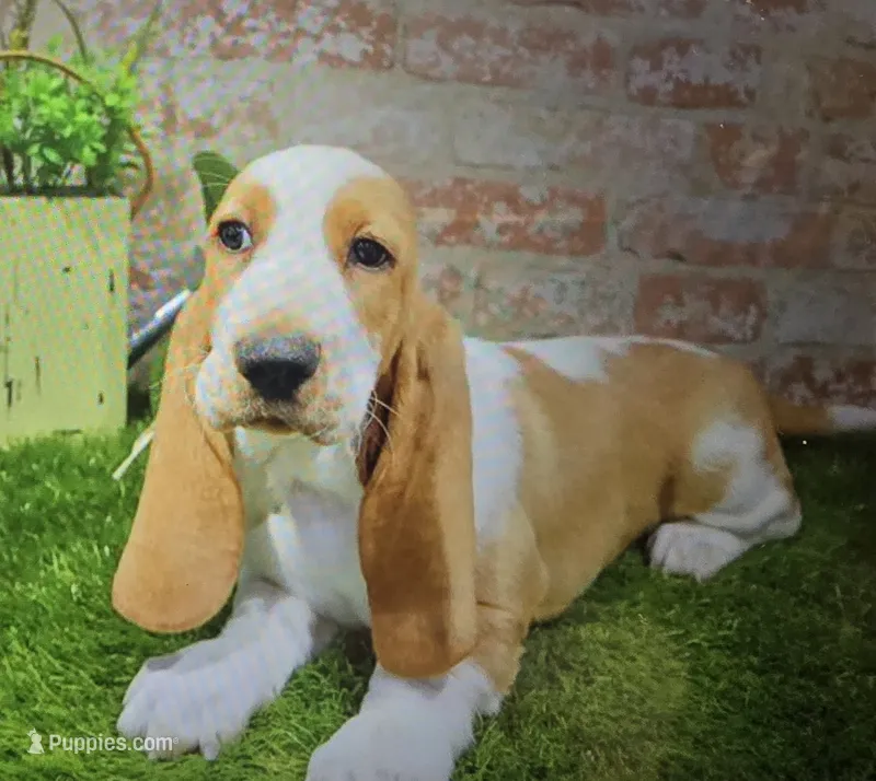 lenny – Basset Hound puppy for sale in Donnellson, IA
