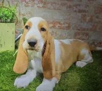 lenny, a male Basset Hound for sale in Donnellson, IA – 1 of 1