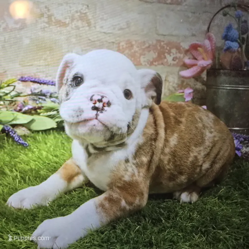 mika – English Bulldog puppy for sale in Donnellson, IA