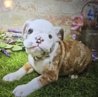 mika, a male English Bulldog for sale in Donnellson, IA – 1 of 1
