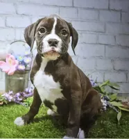 priscella, a female Boxer for sale in Donnellson, IA – 1 of 1