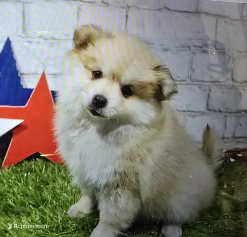 penny – Pomeranian puppy for sale in Donnellson, IA