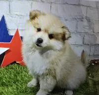penny, a female Pomeranian for sale in Donnellson, IA – 1 of 1