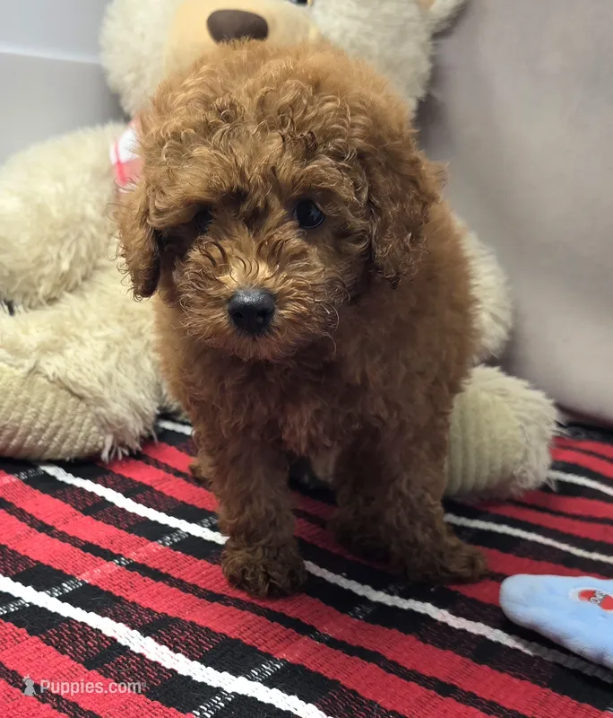 max – Poodle - Miniature  puppy for sale in Donnellson, IA