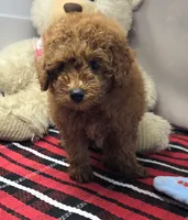 max, a male Poodle - Miniature  for sale in Donnellson, IA – 2 of 4