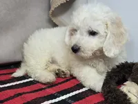 mike, a male Bichon Frise for sale in Donnellson, IA – 4 of 4