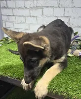 belinda, a female German Shepherd Dog for sale in Donnellson, IA – 4 of 6