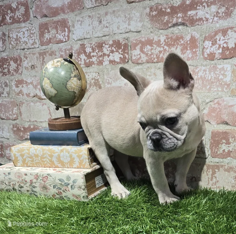 ivy – French Bulldog puppy for sale in Donnellson, IA