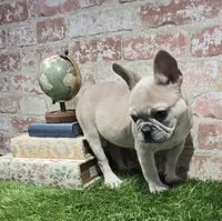 ivy, a female French Bulldog for sale in Donnellson, IA – 1 of 6