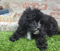 betsy, a female Shihpoo for sale in Donnellson, IA – 3 of 3