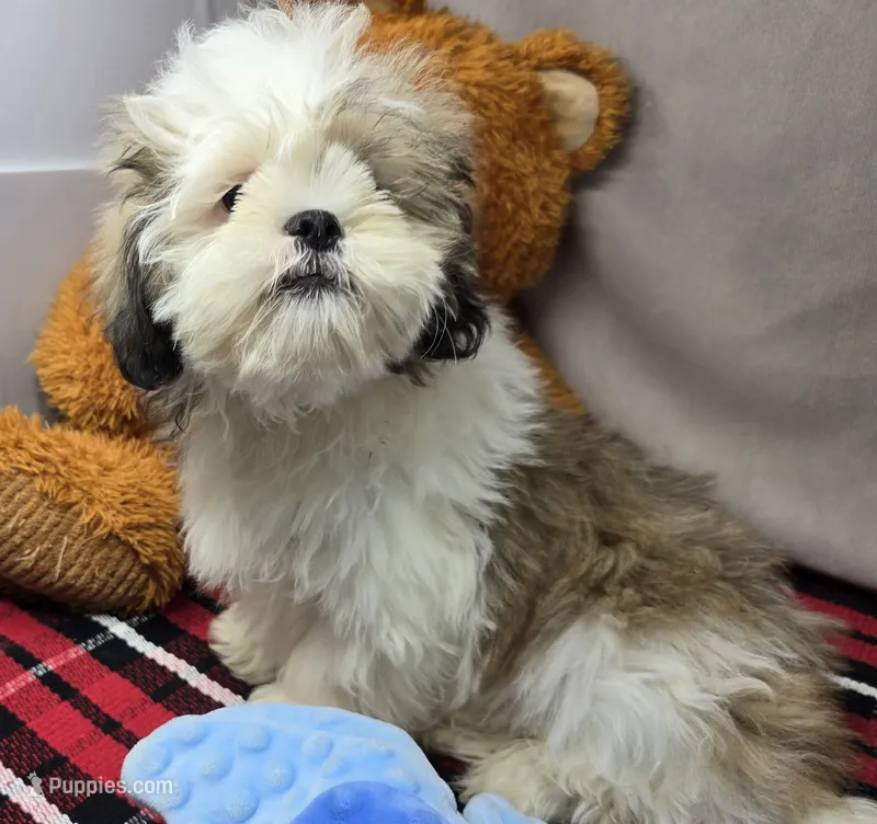 mike – Lhasa Apso puppy for sale in Donnellson, IA