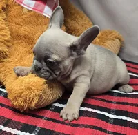 brendinn, a female French Bulldog for sale in Donnellson, IA – Photo 3 of 4