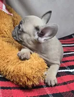 brendinn, a female French Bulldog for sale in Donnellson, IA – Photo 2 of 4