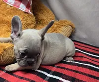 brendinn, a female French Bulldog for sale in Donnellson, IA – Photo 4 of 4