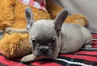 brendinn, a female French Bulldog for sale in Donnellson, IA – Photo 1 of 4