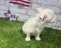 jerry, a male West Highland White Terrier for sale in Donnellson, IA – 6 of 8