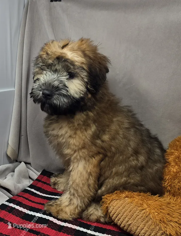 sophie – Soft Coated Wheaten Terrier puppy for sale in Donnellson, IA