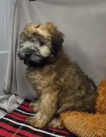 sophie, a female Soft Coated Wheaten Terrier for sale in Donnellson, IA – 3 of 5