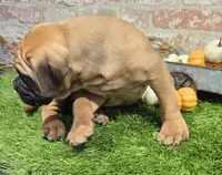 tildy, a female Bullmastiff for sale in Donnellson, IA – 2 of 6