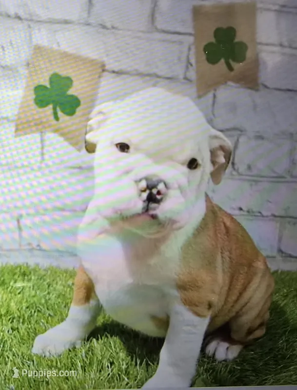 bridget – English Bulldog puppy for sale in Donnellson, IA