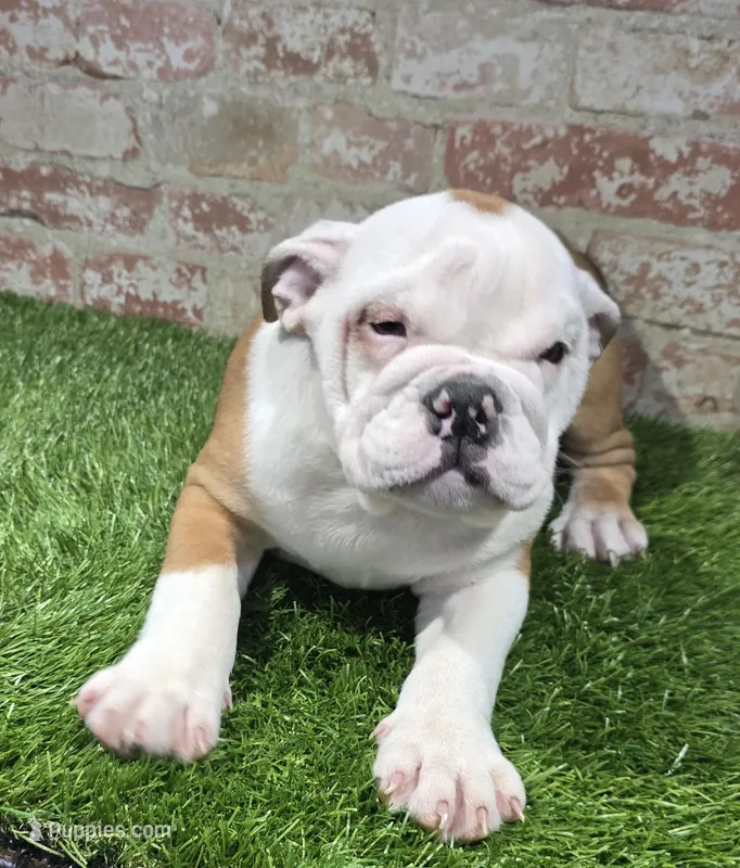 bridget – English Bulldog puppy for sale in Donnellson, IA