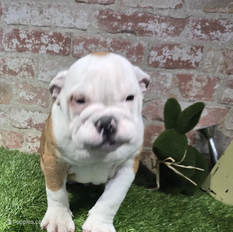 bridget – English Bulldog puppy for sale in Donnellson, IA