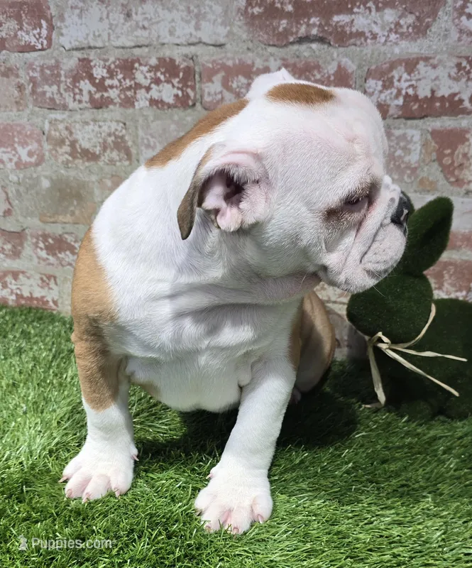 bridget – English Bulldog puppy for sale in Donnellson, IA