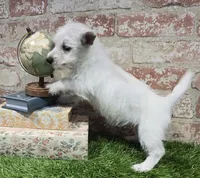 britney, a female West Highland White Terrier for sale in Donnellson, IA – 4 of 5